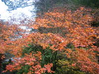 http://www.miyatadc-ike.com/assets_c/2011/11/momiji-thumb-200x150-2003.jpg