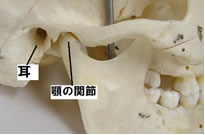 耳鳴りの改善及び予防