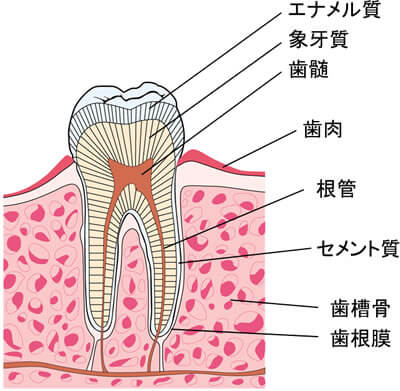 根の治療とは？